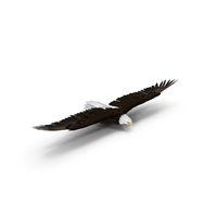 Realistic Bald Eagle In Flight PNG & PSD Images