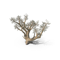 Frankincense Tree PNG & PSD Images