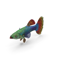 Guppy Fish Red Dragon PNG & PSD Images