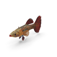 Guppy Fish Red Snake PNG & PSD Images