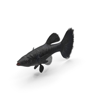 Guppy Fish Black Prince PNG & PSD Images