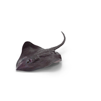 Gray Bathyraja Lindbergi Looking For Food PNG & PSD Images