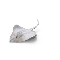 White Bathyraja Lindbergi Looking For Food PNG & PSD Images