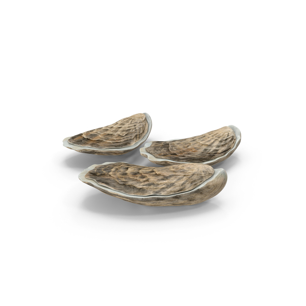 Three Closed Oysters PNG & PSD Images