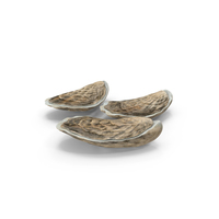 Three Closed Oysters PNG & PSD Images