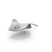 White Stingray Floating On The Bottom PNG & PSD Images