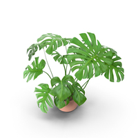Monstera Plant PNG & PSD Images