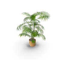 Kentia Palm PNG & PSD Images