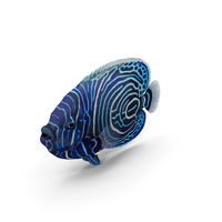Emperor Angelfish Or Pomacanthus Imperator PNG & PSD Images
