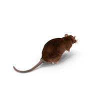 Realistic Lifelike Rodent Rat Fur PNG & PSD Images
