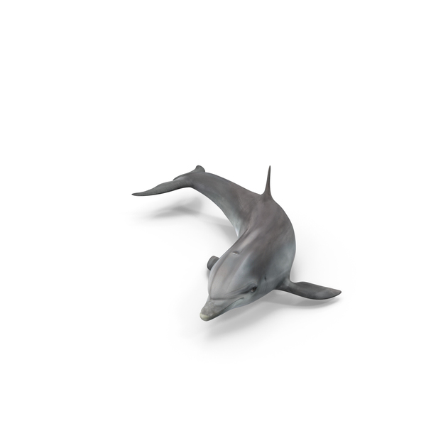Realistic Bottlenose Dolphin Turn PNG & PSD Images