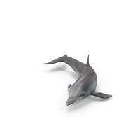 Realistic Bottlenose Dolphin Turn PNG & PSD Images