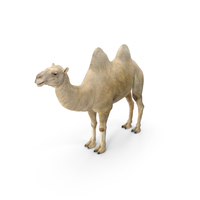 Bactrian Camel Light Colored PNG & PSD Images