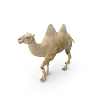 Bactrian Camel Light Colored Walking Pose PNG & PSD Images