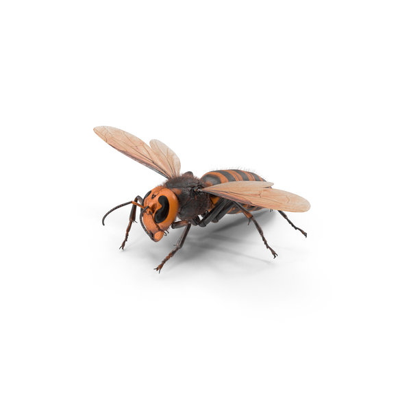 Giant Asian Hornet Fur Flying Pose PNG & PSD Images