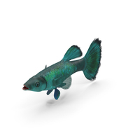 Guppy Fish Malachite PNG & PSD Images