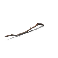 Realistic Tree Branch PNG & PSD Images