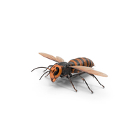 Giant Asian Hornet Basic Pose PNG & PSD Images