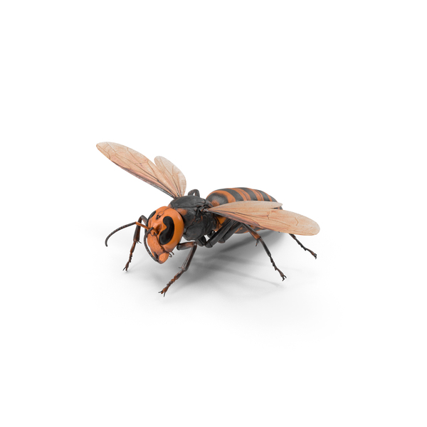 Vespa Mandarinia Flying Pose PNG & PSD Images