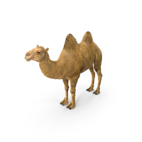Bactrian Camel PNG & PSD Images