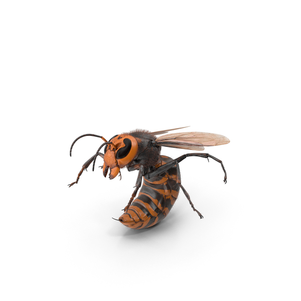 Northern Giant Hornet Fur Attack Pose PNG & PSD Images