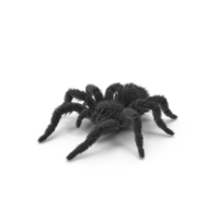Black Spider PNG & PSD Images