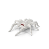White Spider PNG & PSD Images