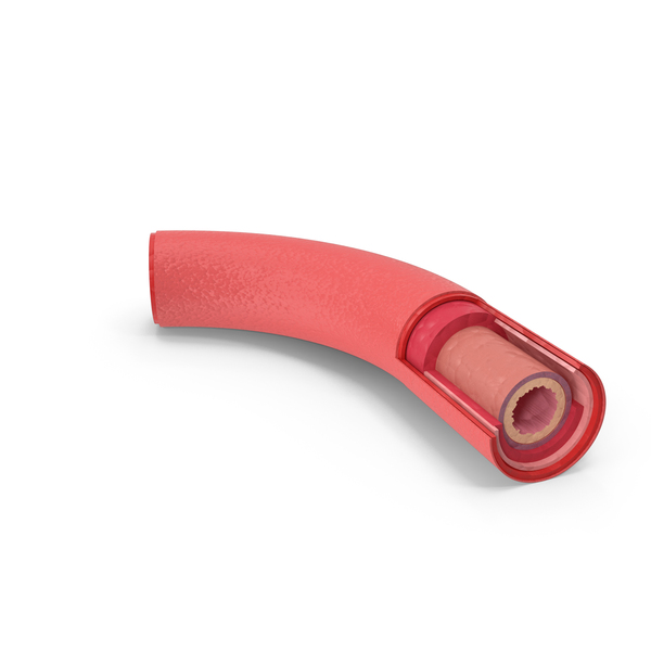 Small Intestine Wall Detail PNG & PSD Images