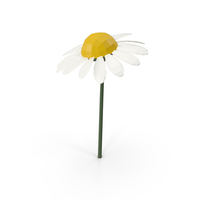 Chamomile PNG & PSD Images