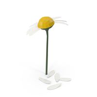 Chamomile PNG & PSD Images
