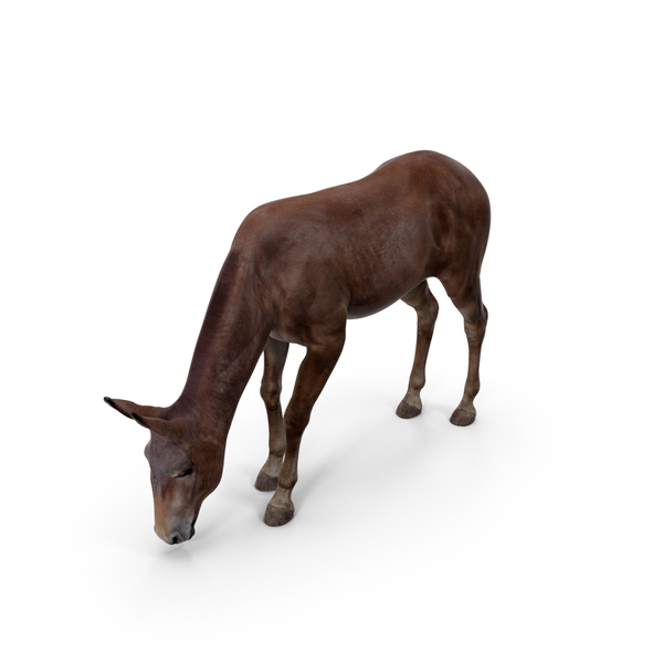 Eating Bay Mule PNG & PSD Images