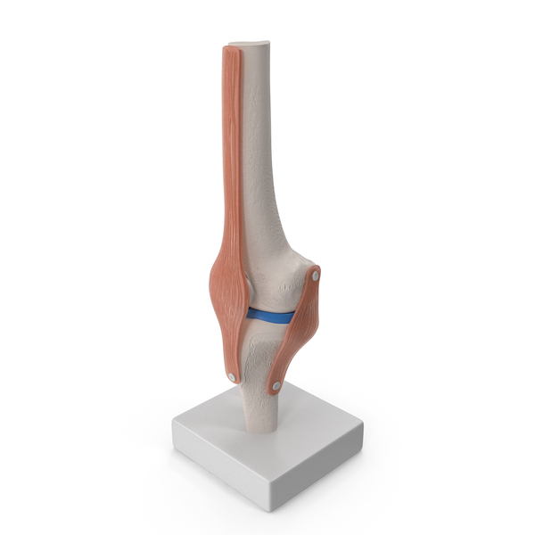 Anatomical Model Of Knee Joint PNG & PSD Images