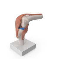Knee Joint Model In Flexed Position PNG & PSD Images