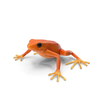 Malagasy Poison Frog PNG & PSD Images