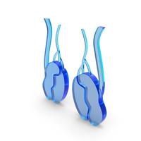 Testicle Male Reproduction Medical Glass PNG & PSD Images