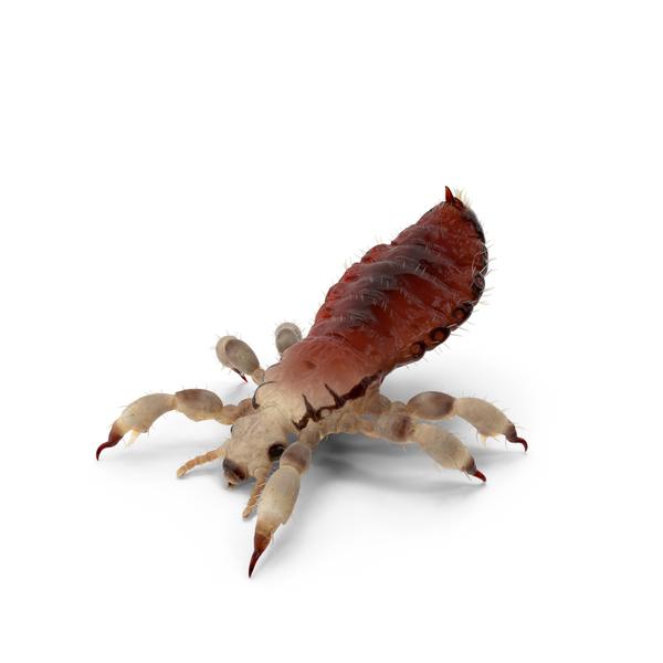 Louse With Blood Eating Pose PNG & PSD Images