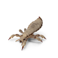 Parasitic Insect Louse White Eating Pose PNG & PSD Images