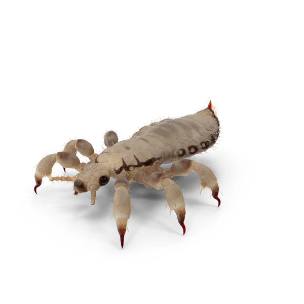 Biting Louse White PNG & PSD Images