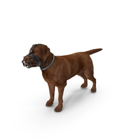 Brown Labrador Wearing Muzzle PNG & PSD Images