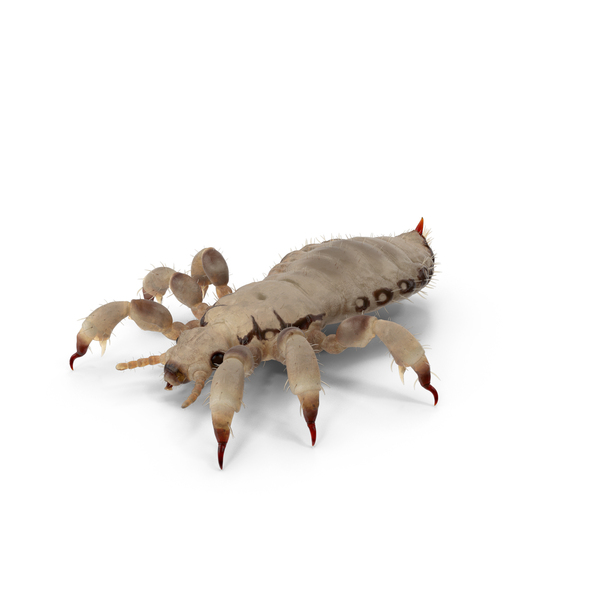 Louse White Hiding Pose PNG & PSD Images