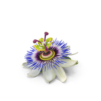 Passion Flower PNG & PSD Images
