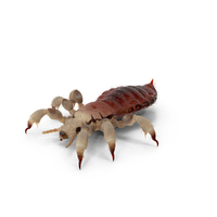 Phthiraptera With Blood Hiding Pose PNG & PSD Images