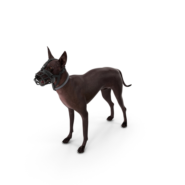 Xoloitzcuintli In A Baskerville Muzzle PNG & PSD Images