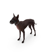 Xoloitzcuintli In A Baskerville Muzzle PNG & PSD Images