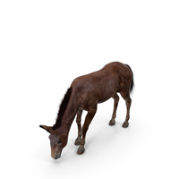 Eating Mule Dark Fur PNG & PSD Images