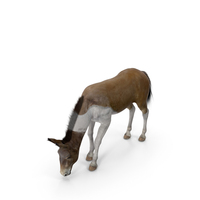 Eating Mule Fur PNG & PSD Images