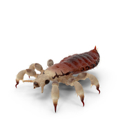Head Louse Insect With Blood PNG & PSD Images