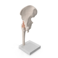 Hip Joint PNG & PSD Images