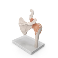 Shoulder Joint PNG & PSD Images