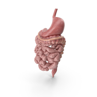 Digestive System PNG & PSD Images